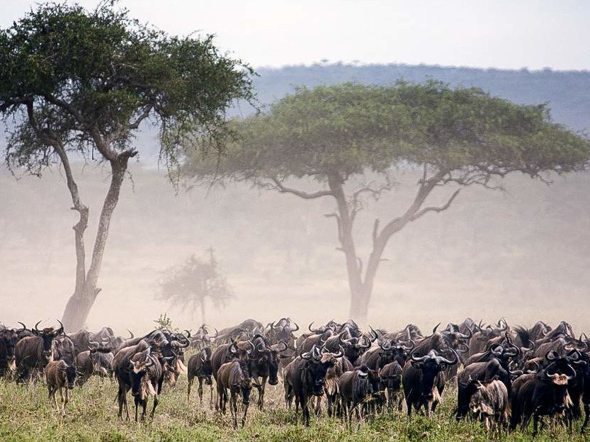 Serengeti Safari