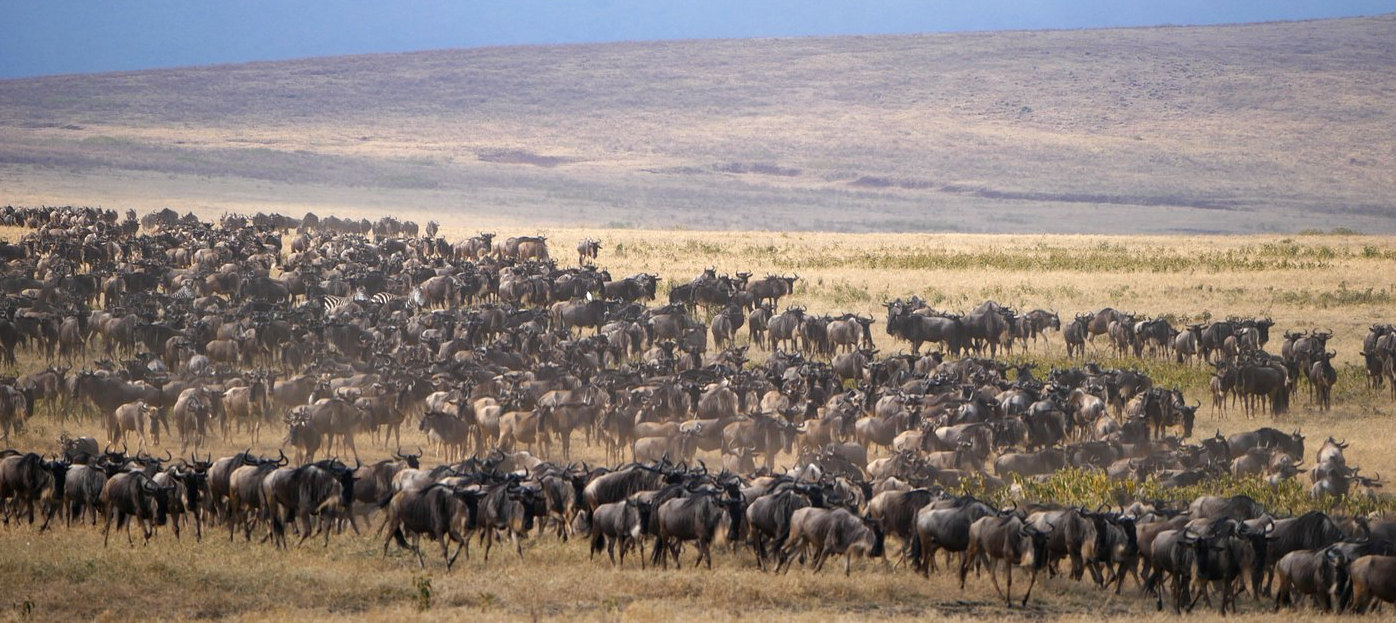 Serengeti Migration